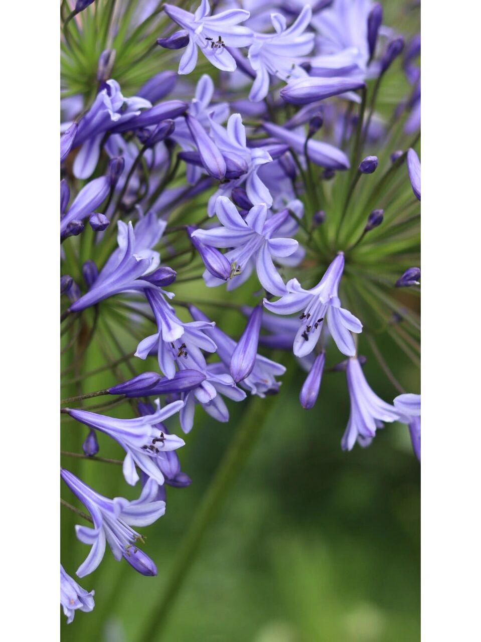 瓶插养护i 高颜值仙女系花材【百子莲】 1,百子莲,石蒜科i 百子莲属.