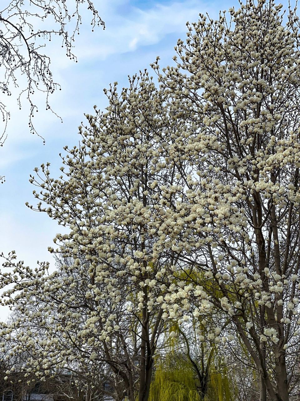 16实拍95玉兰初绽美丽但费腰 睦南公园的这几棵大玉兰树, 每年都是