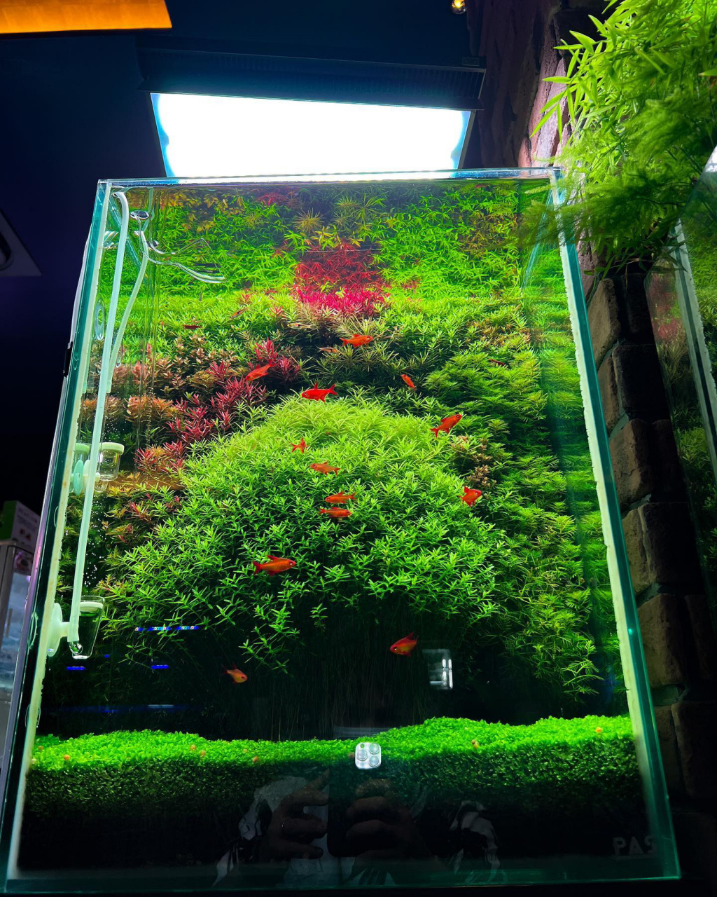 草缸造景欣赏45×45×60cm