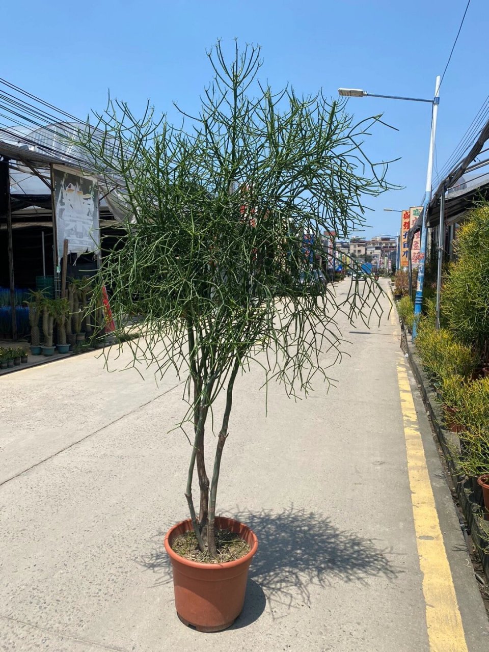 本期植物 | 光棍树99 不知道买一颗回去可不可以脱单 希望这个可以