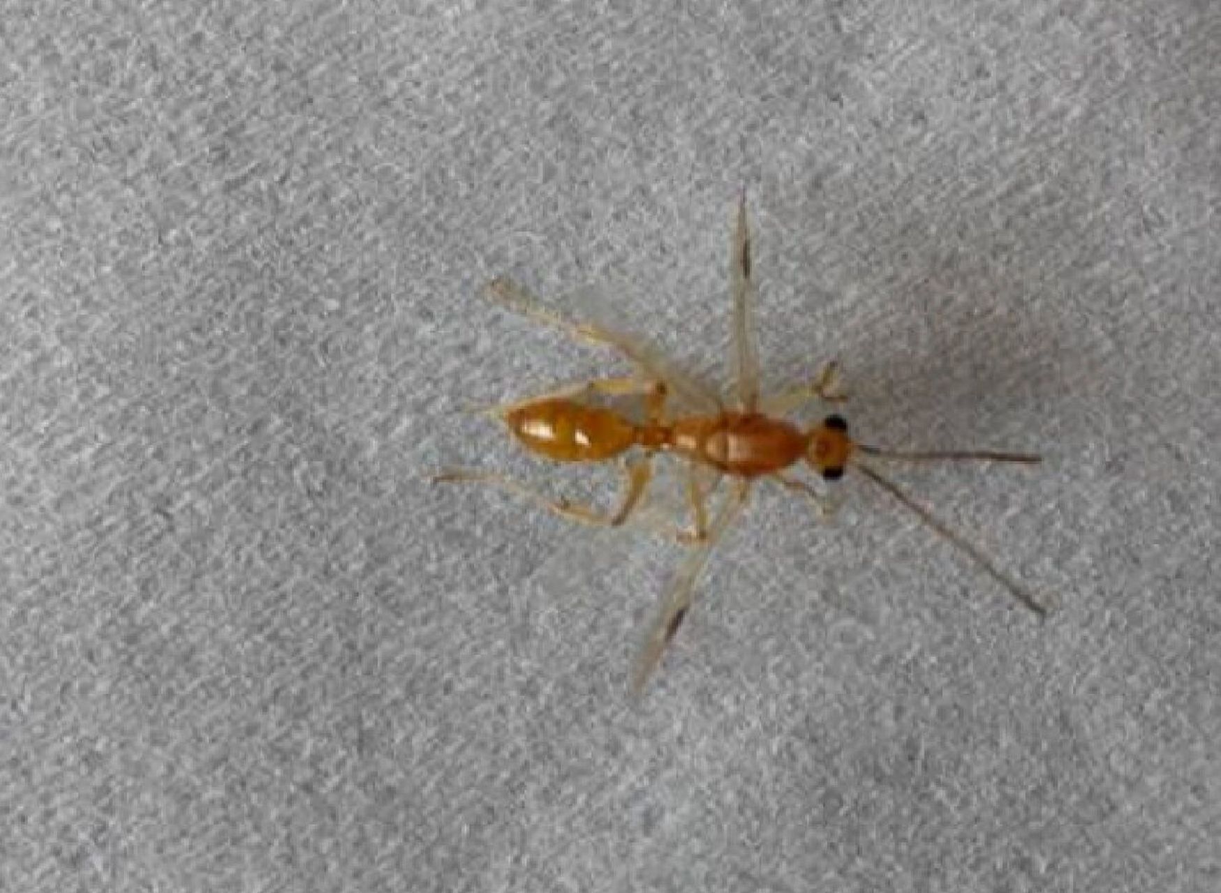 如何消灭床上小黄家蚁 床上有小黄家蚁有可能是床上比较潮湿,或者是床