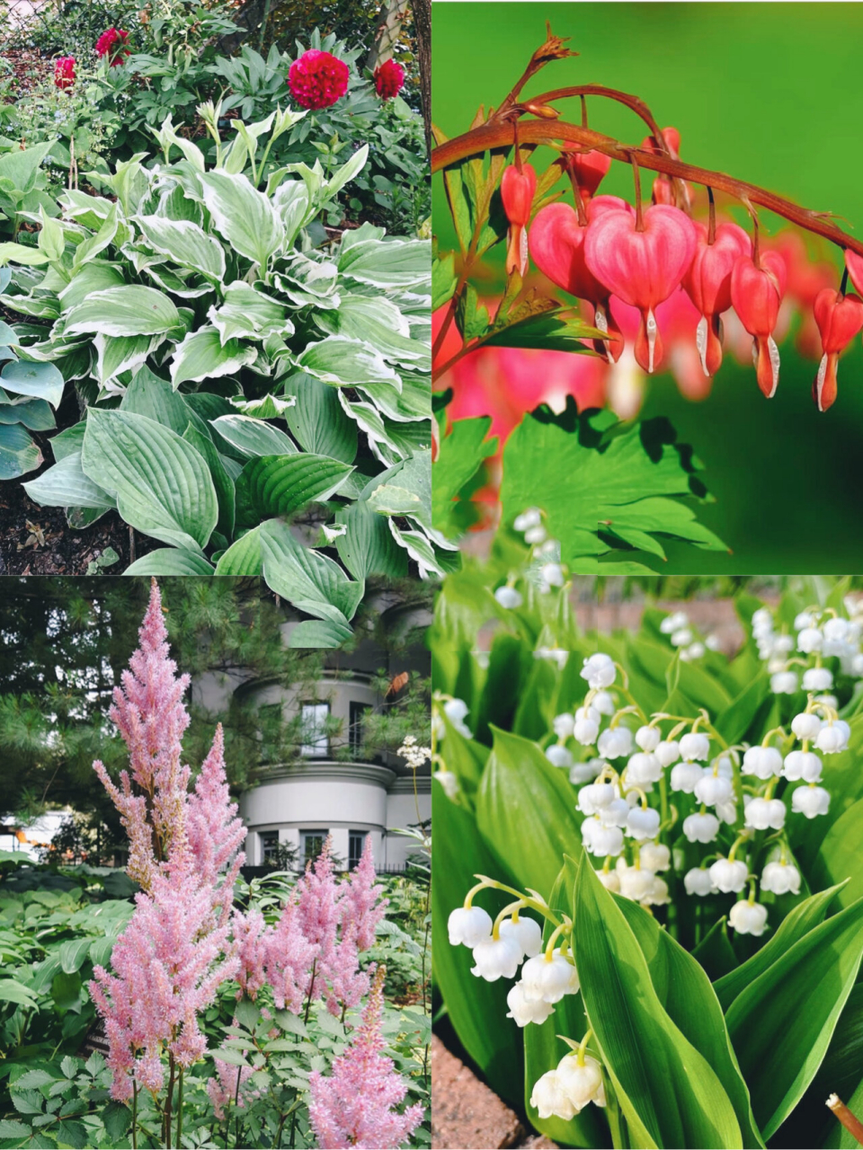 18款庭院/阳台耐阴植物推荐,适合背阴处生长 如果你的阳台或者庭院