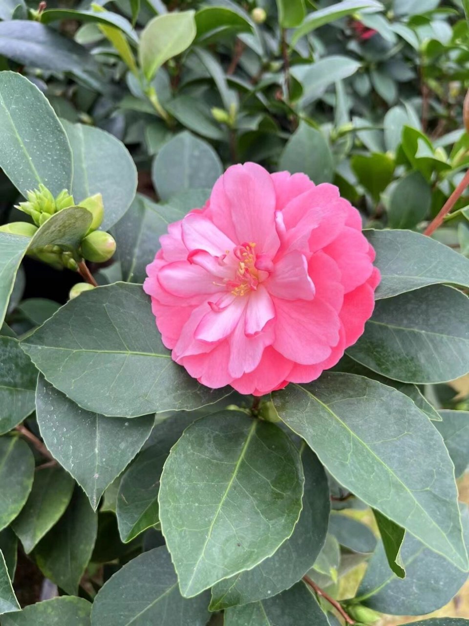 四季茶花 夏梦小璇 复色小璇 棕榈四季茶花到底有什么优势?
