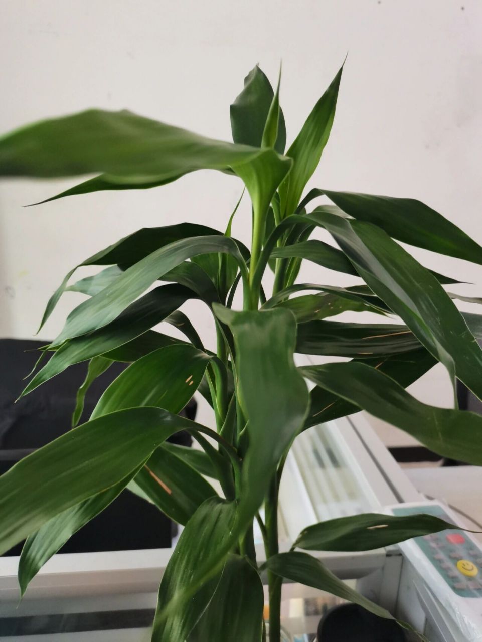 富贵竹生虫大面积发黄~ 公司养的富贵竹,被我发现生虫后开始清理虫卵