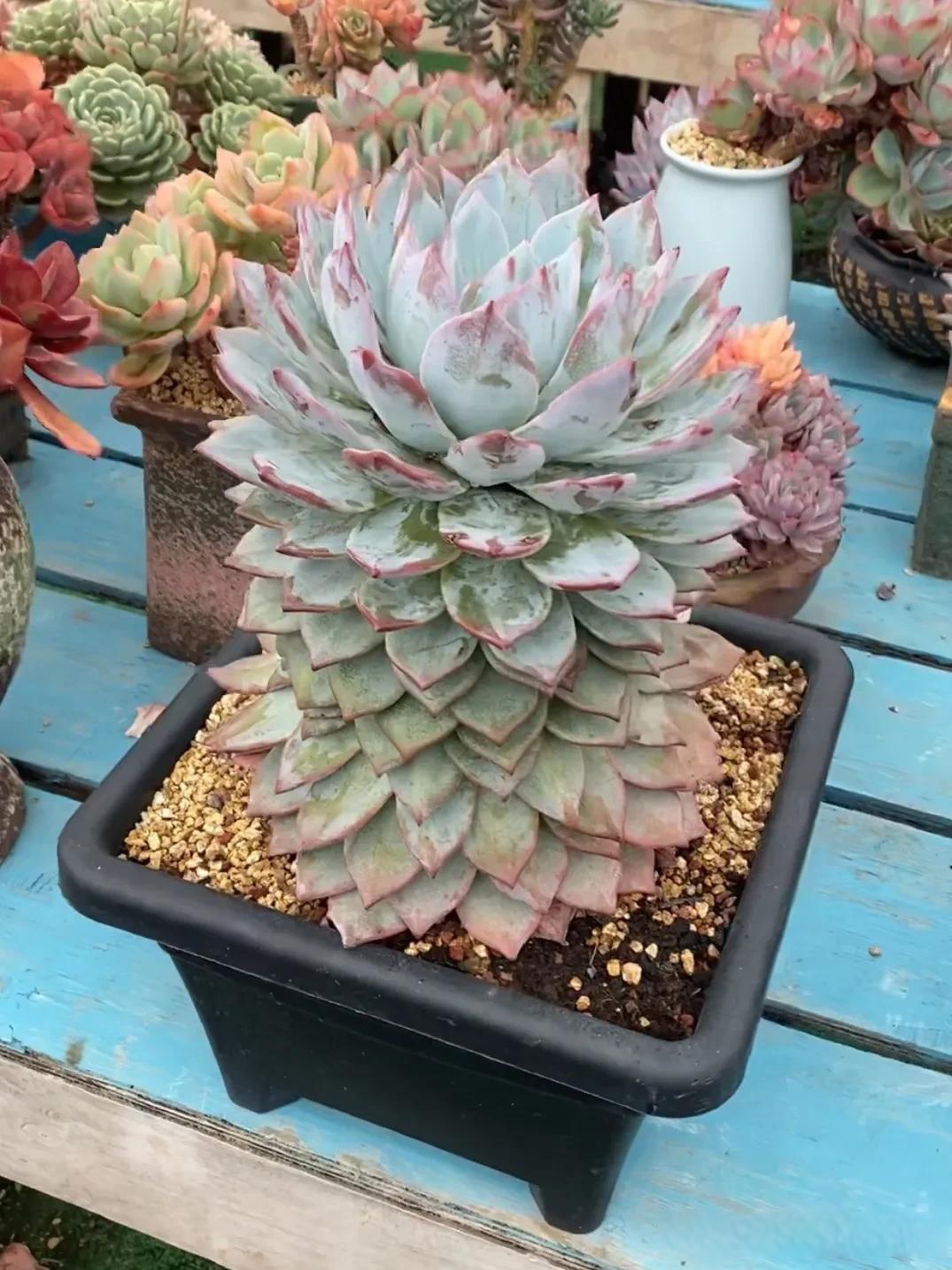 爱穿裙子的粉蓝鸟