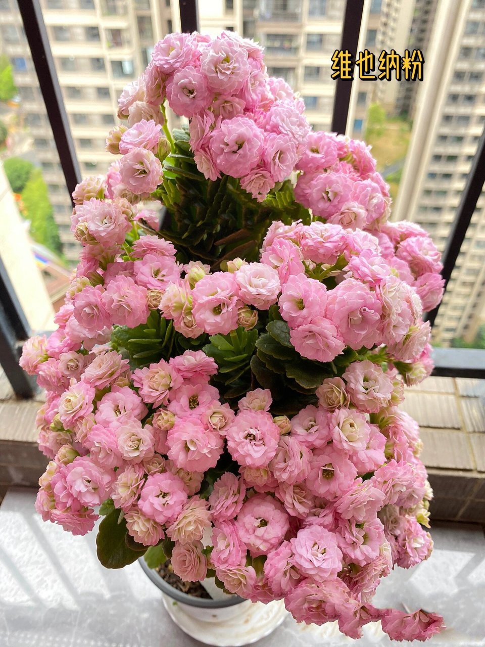 长寿花品种介绍与欣赏:维也纳粉