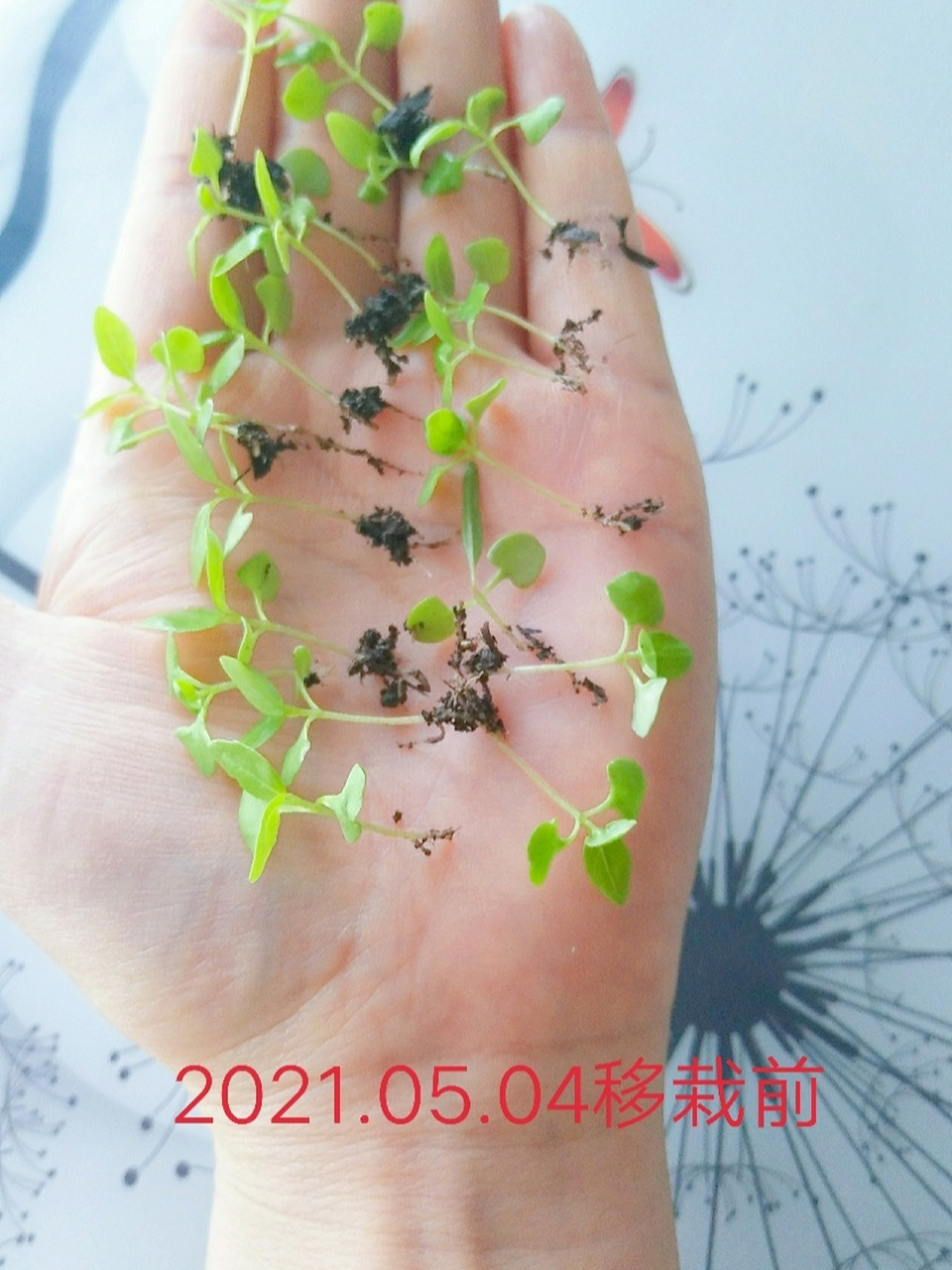 我的九层塔(荆芥)一个月成长历程 学名:九层塔 土话:荆芥 味道:淡淡的