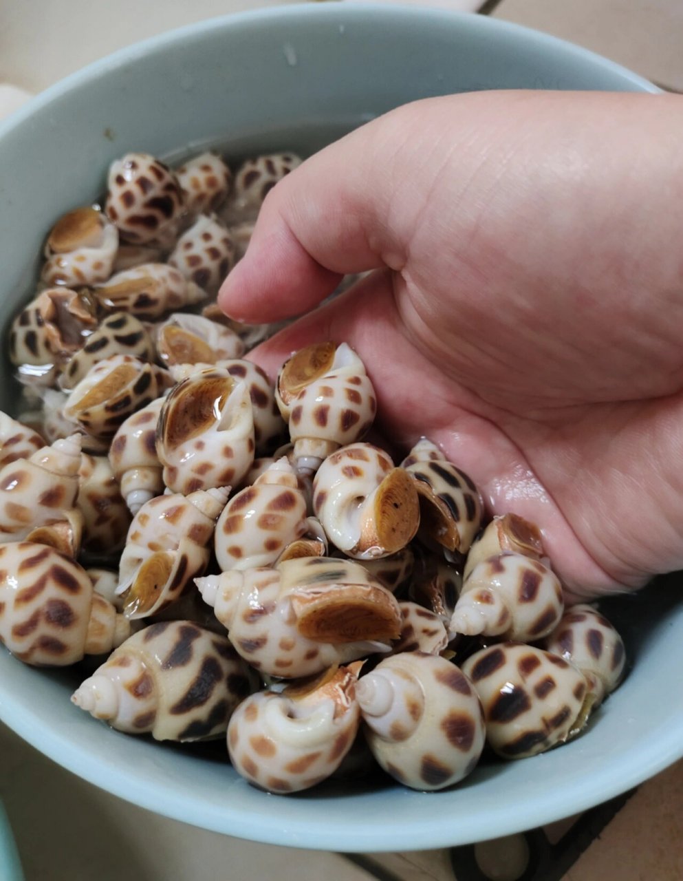 回来看做法时发现评论说花螺和东风螺很像 奈何眼力浅,实在分不清请 