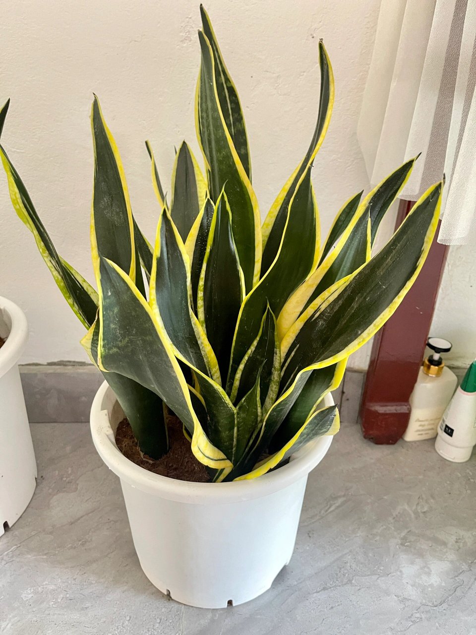 霸王91虎皮兰91 还得是绿植好养