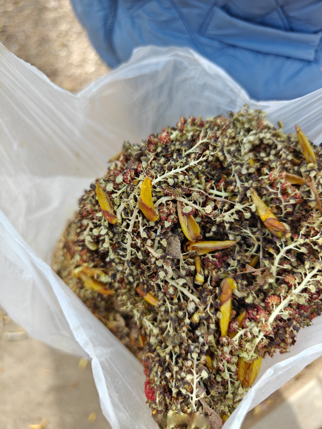 很多阿姨在捡这种杨树坠儿,说这几天正是嫩的时候,可以做菜馅包饺子