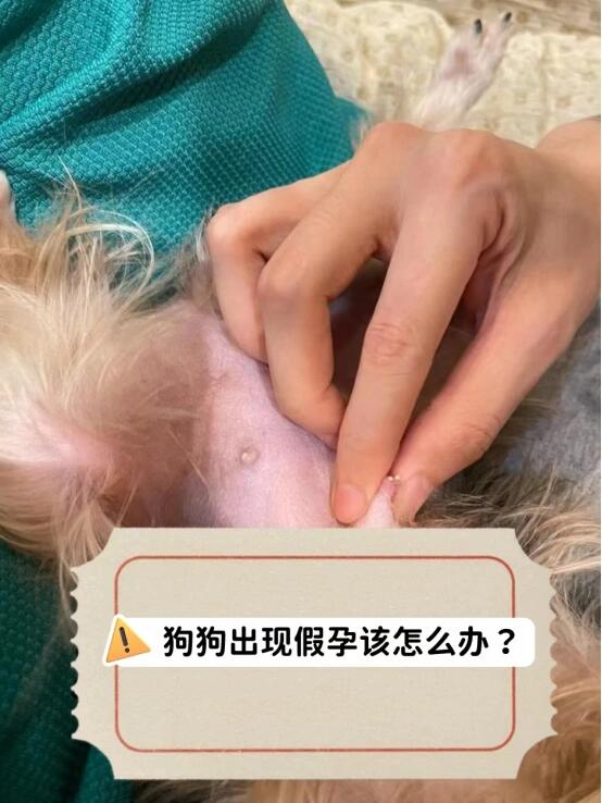 狗狗出现假孕该怎么办?