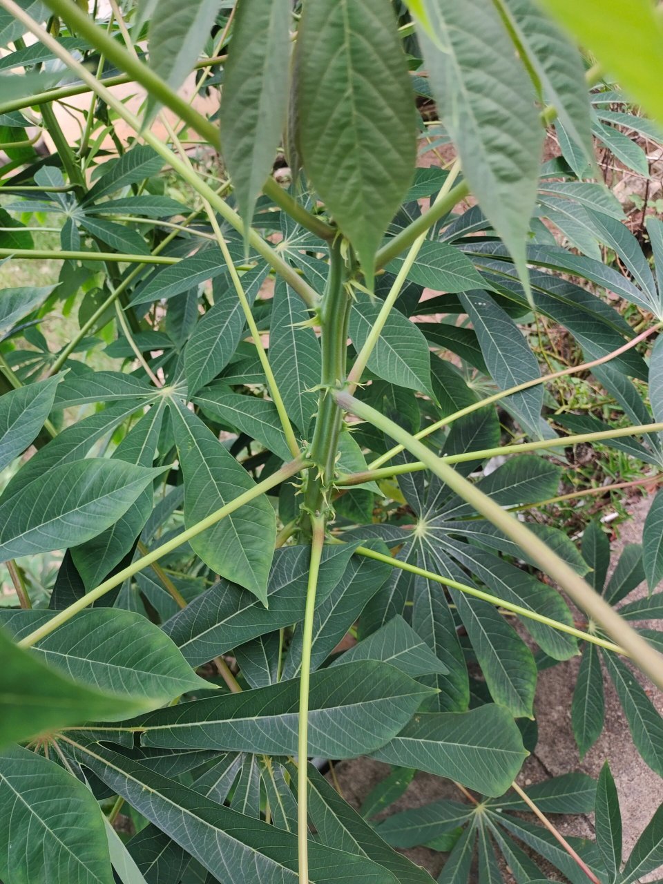 南薯植物照片图片