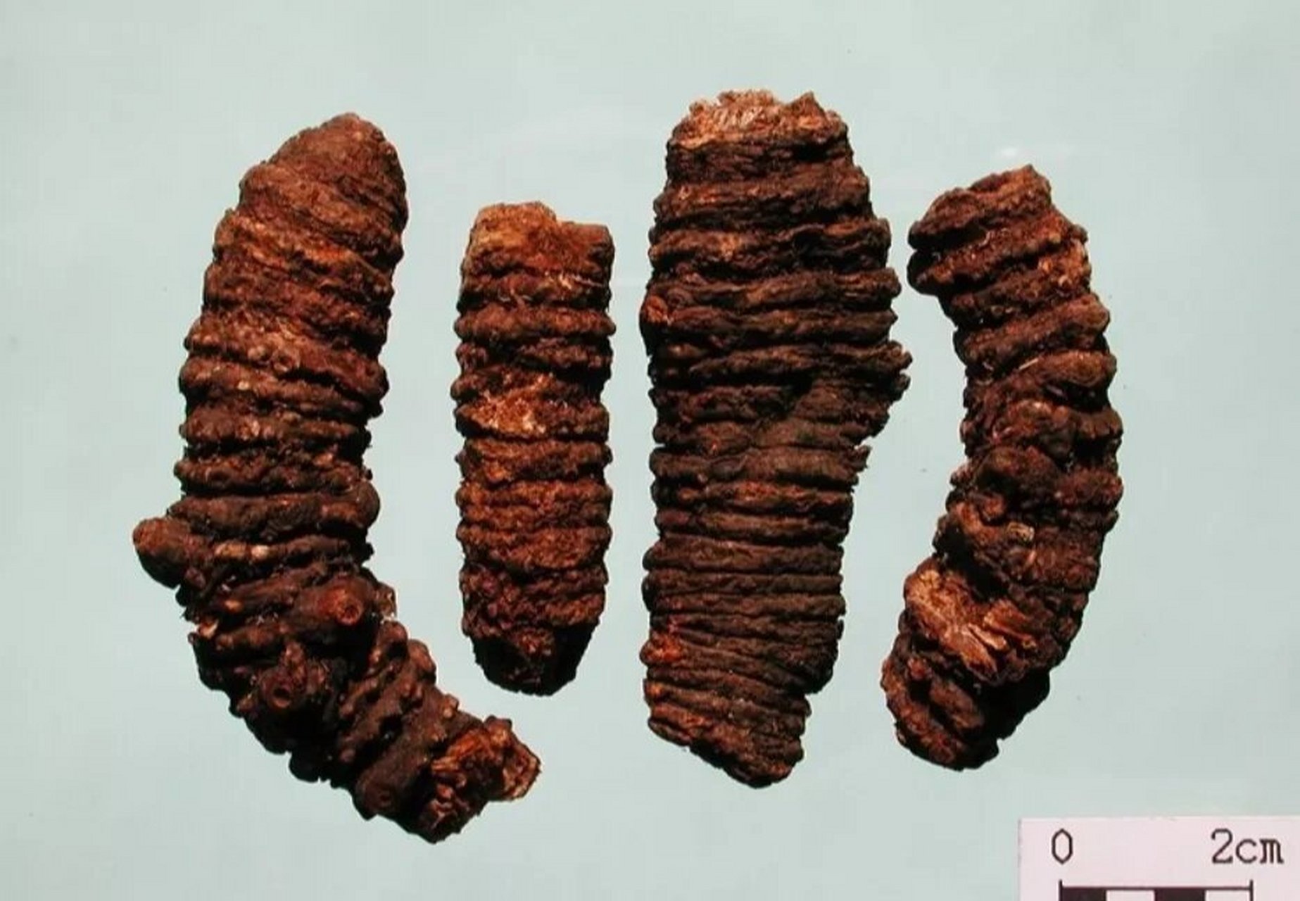 中药|每日一药——羌活 羌活 	 性味与归经:辛,苦,温.归膀胱,肾经.