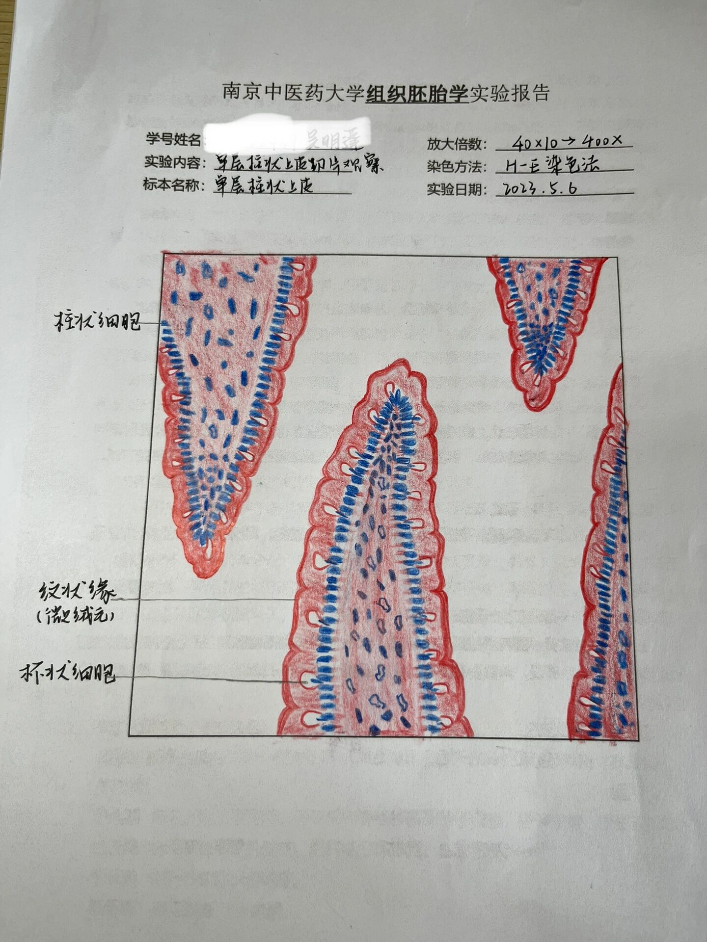 尼氏体红蓝铅笔手绘图图片