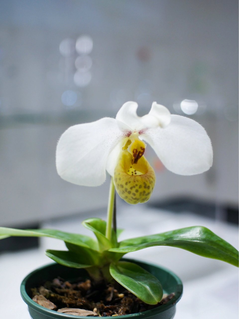 开馆展掠影 | 可能是最香的兜兰:白花兜兰 都是赞赏她优雅大方的美丽