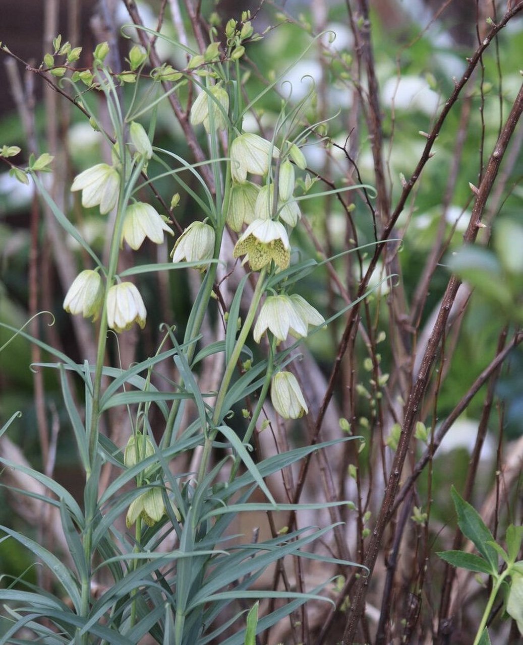 植物大赏|浙贝母 浙贝母是一种原产于浙江的本土贝母,在以前常作为中