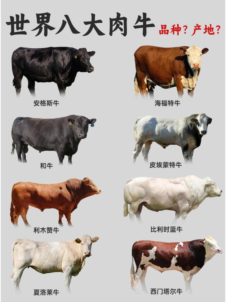 96科普 | 世界八大肉牛 11566安格斯牛 21566海福特牛 3