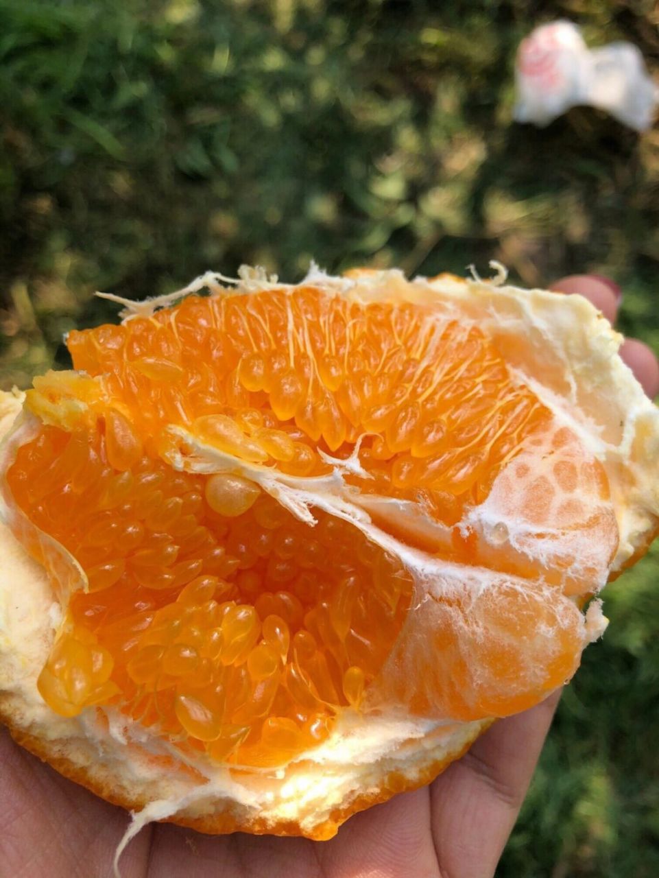 鲜鲜水果来卖春见耙耙柑啦!