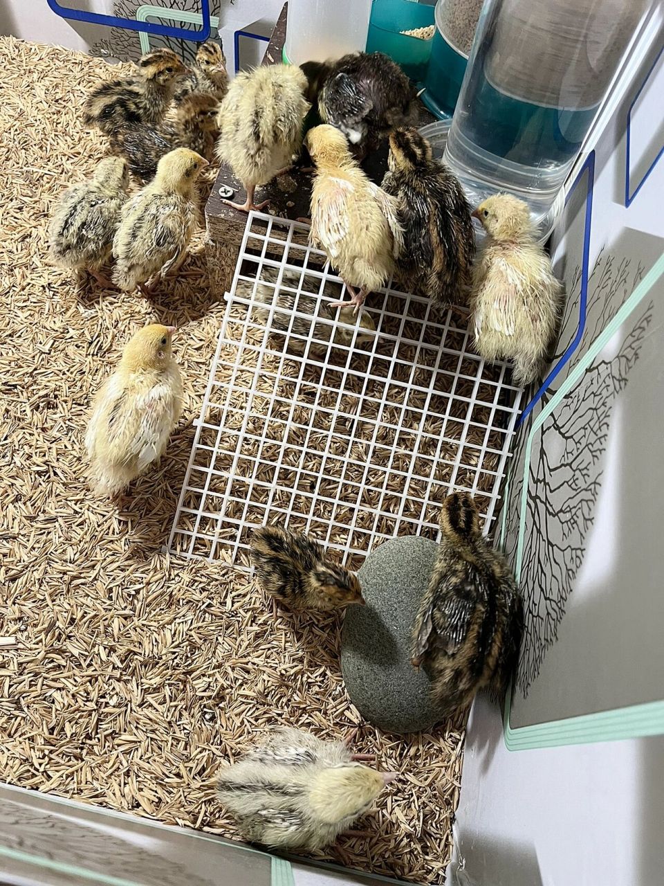 同一批沙维鹌鹑,为什么体形差别能这么大 出壳六天的沙维鹌鹑,体形