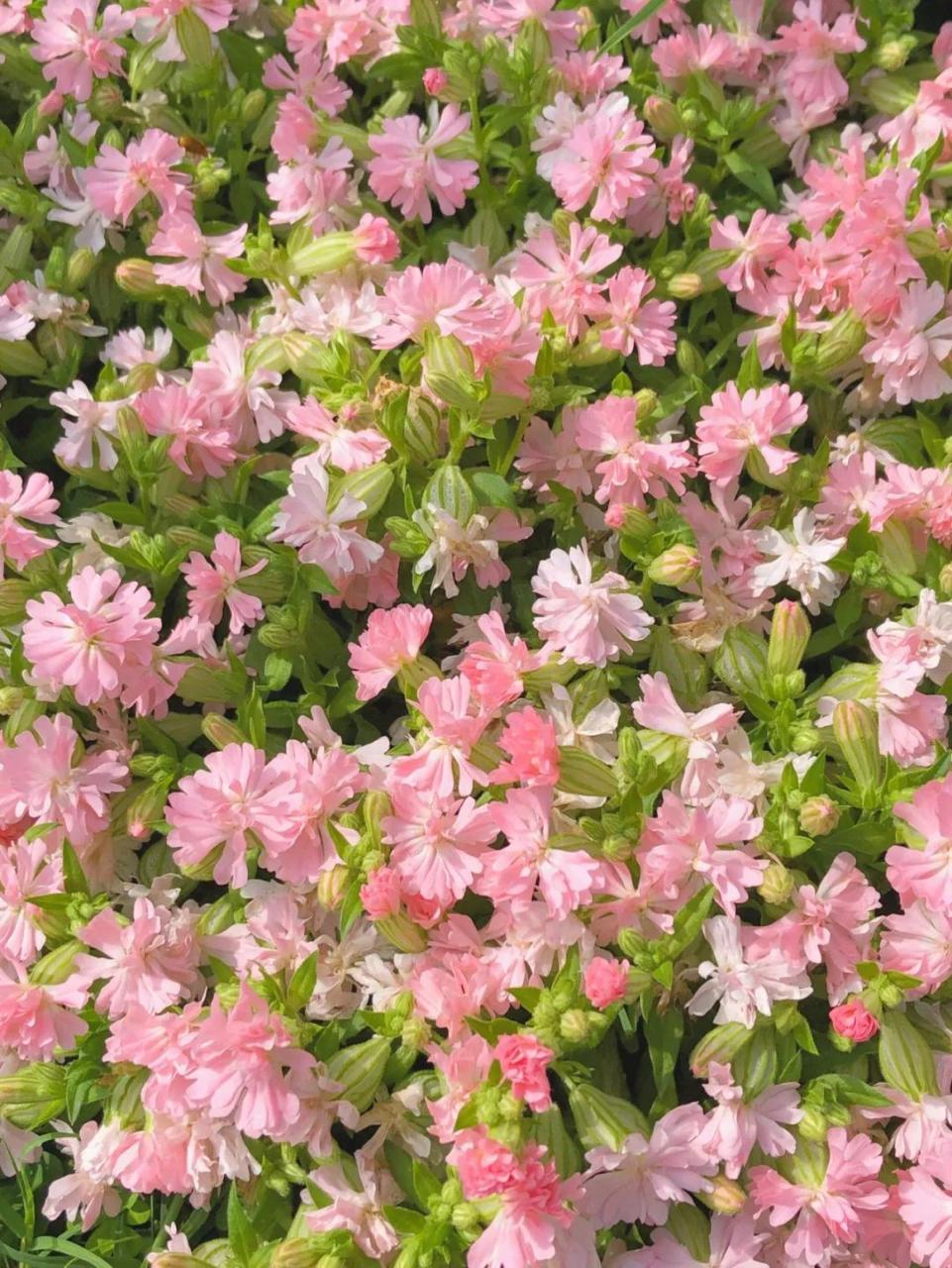 粉花重瓣蝇子草桃花 春兩太多,好多地栽的花都被摧残了!