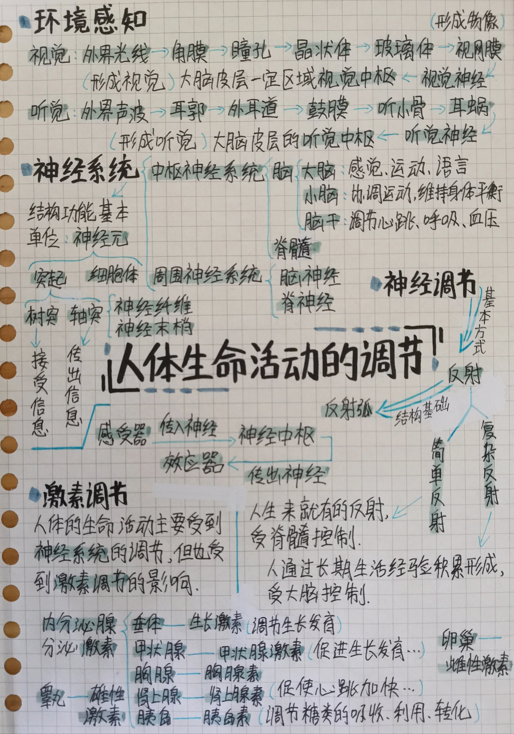 七下生物思维导图第六章人体生命活动的调节