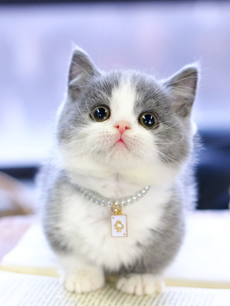 蓝白曼基康矮脚弟弟 英短蓝白矮脚猫宠物猫 超甜崽!