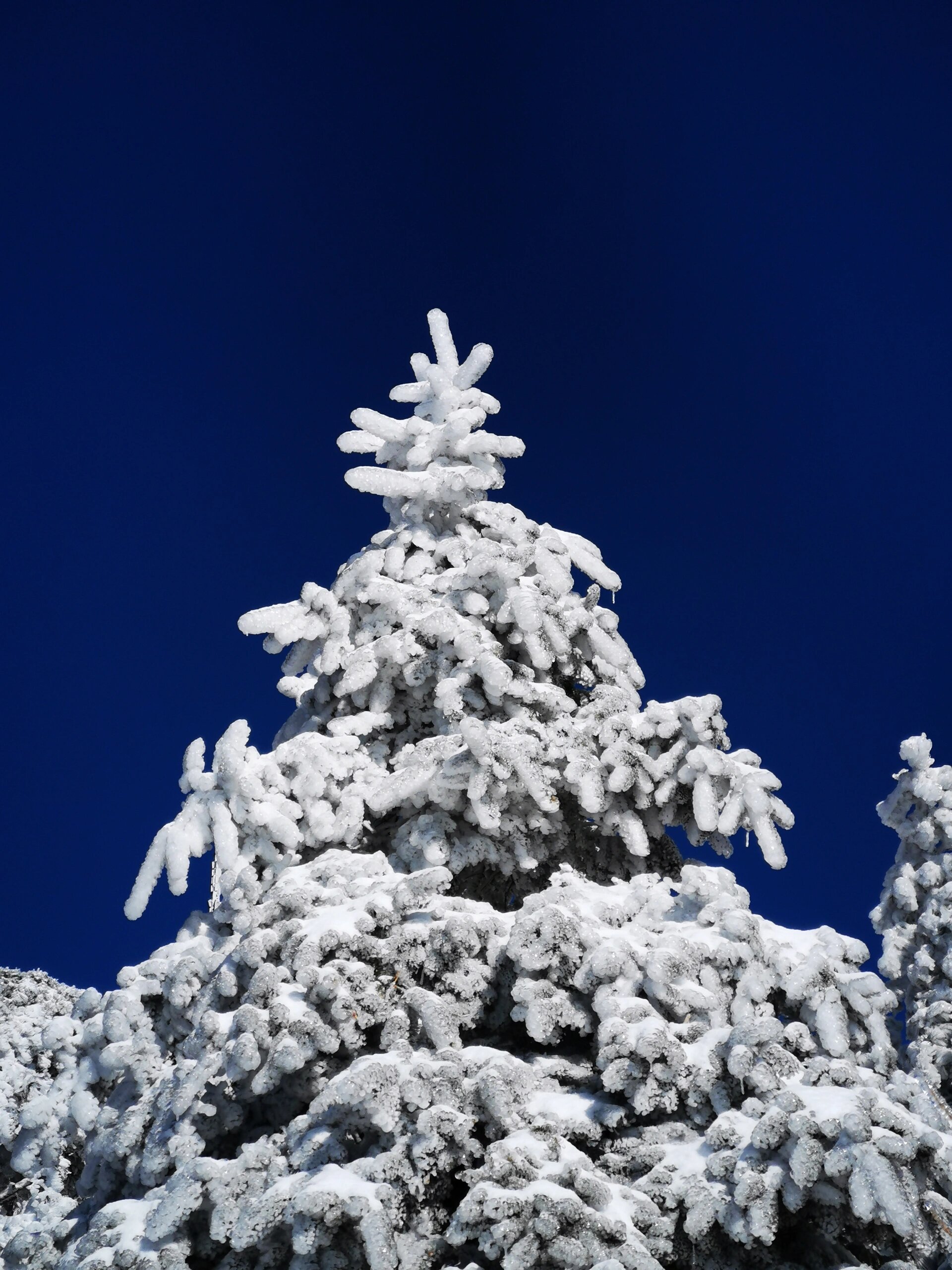雪后泰山冰凌树挂,美成了童话世界