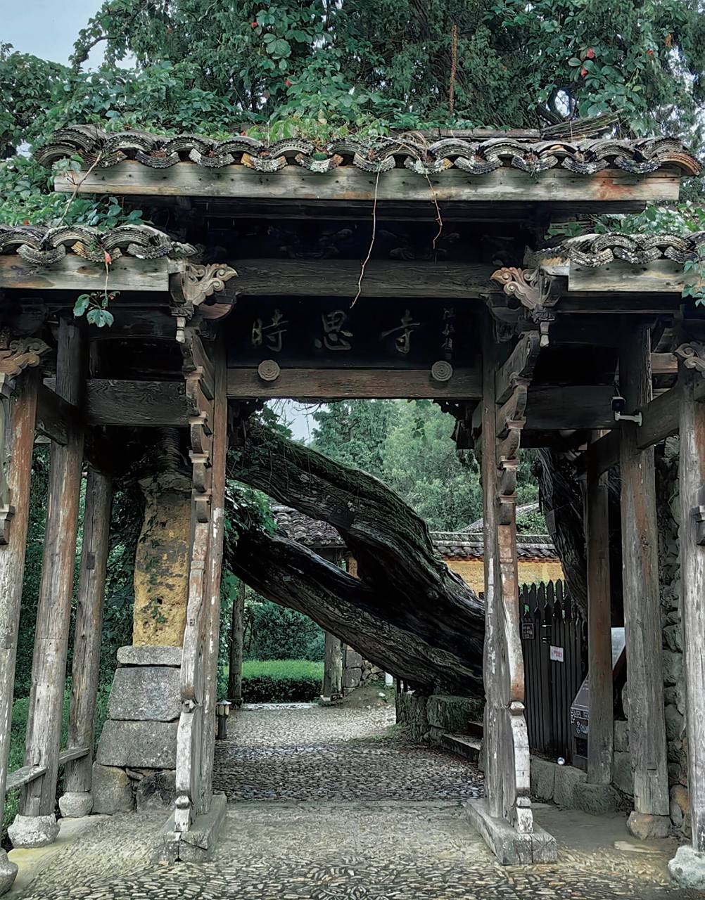 避暑胜地:景宁云中大漈 云中大漈景区,位于浙江省景宁畲族自治县县