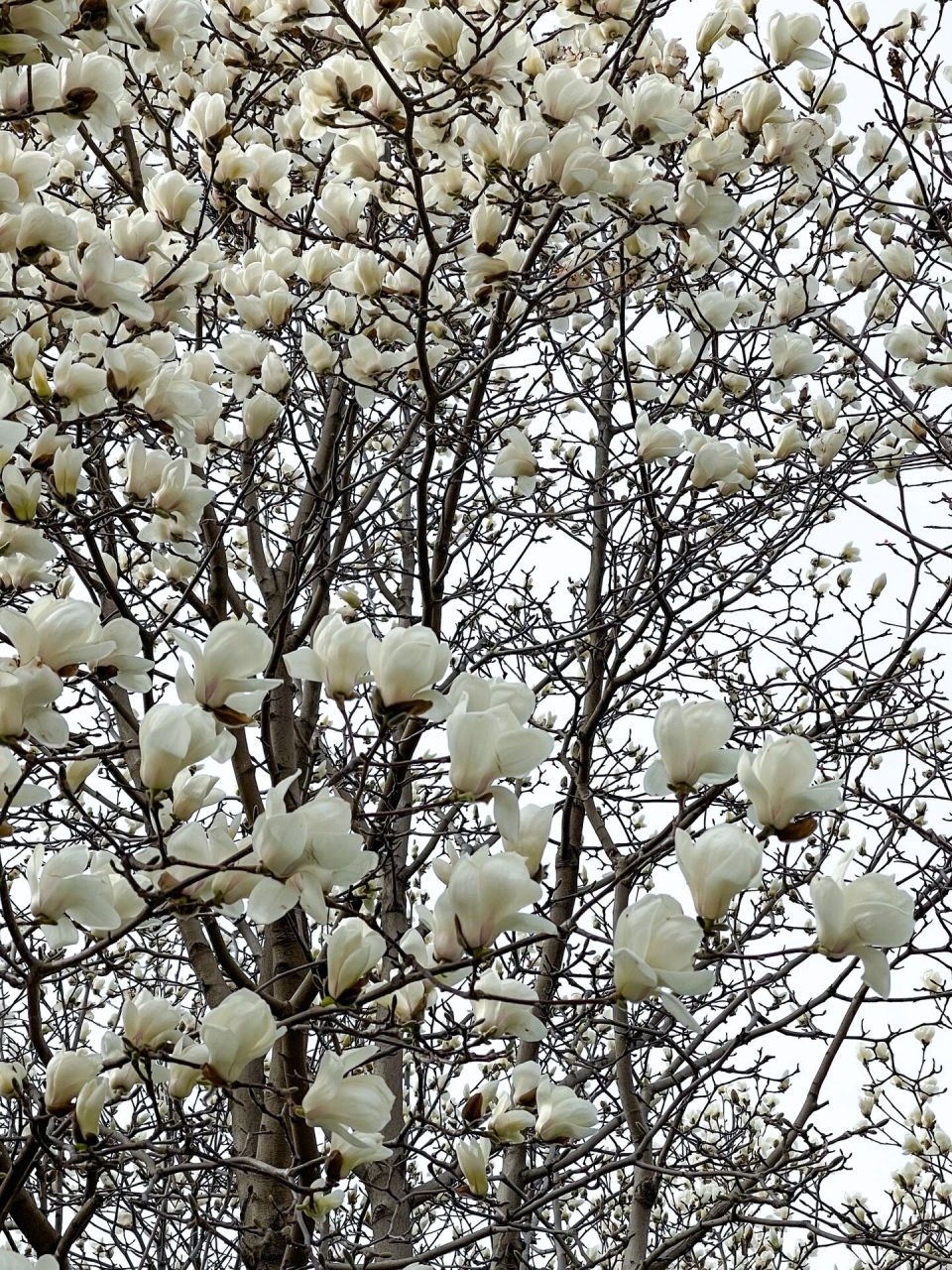 16实拍95玉兰初绽美丽但费腰 睦南公园的这几棵大玉兰树, 每年都是