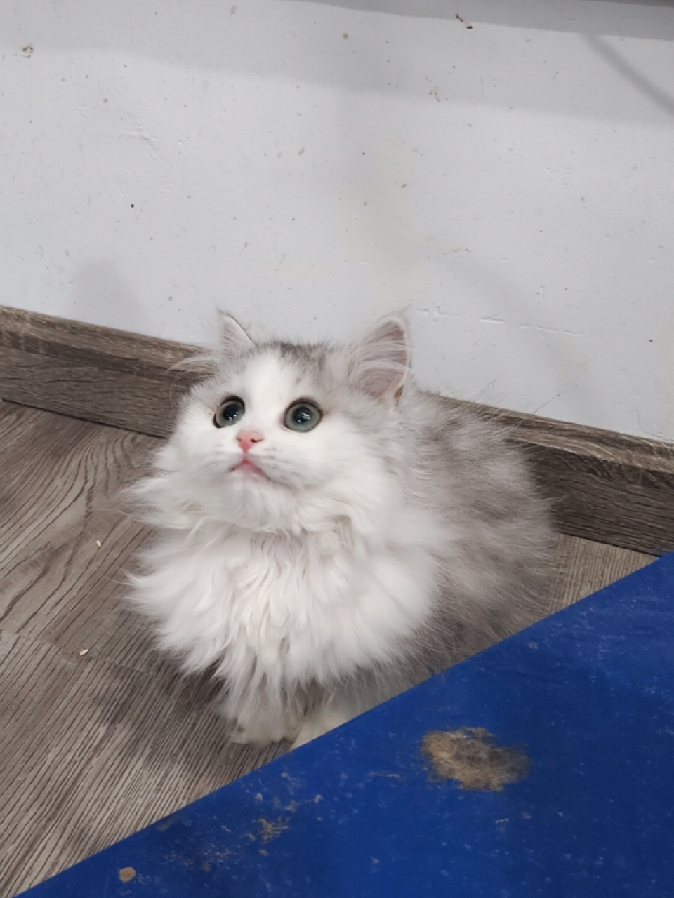 长毛银白高地已领养 长毛银白高地妹妹已领养