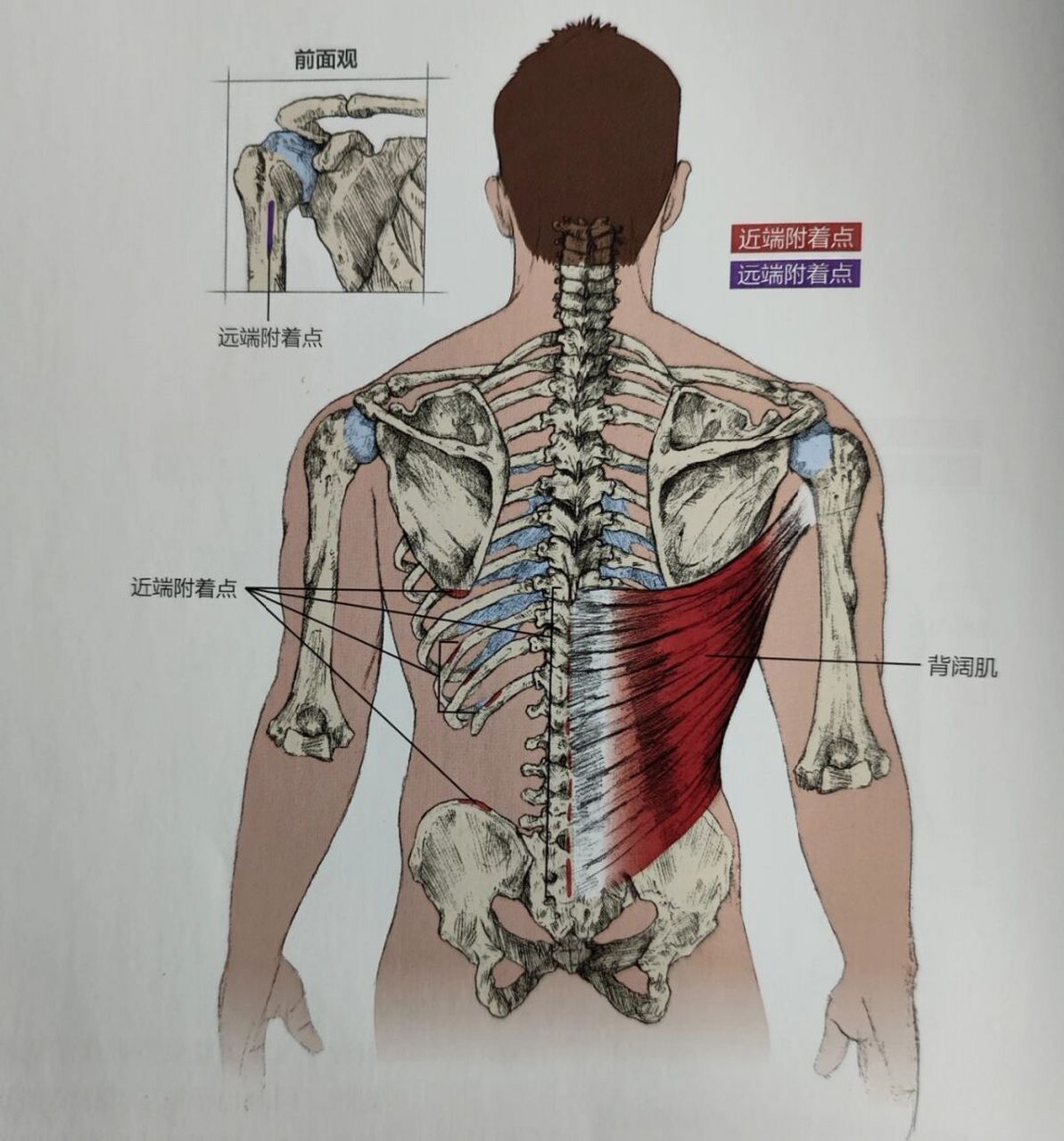 背阔肌的作用 背阔肌附着在肱骨和肩胛骨上,有助于该肌肉协调肩部内收