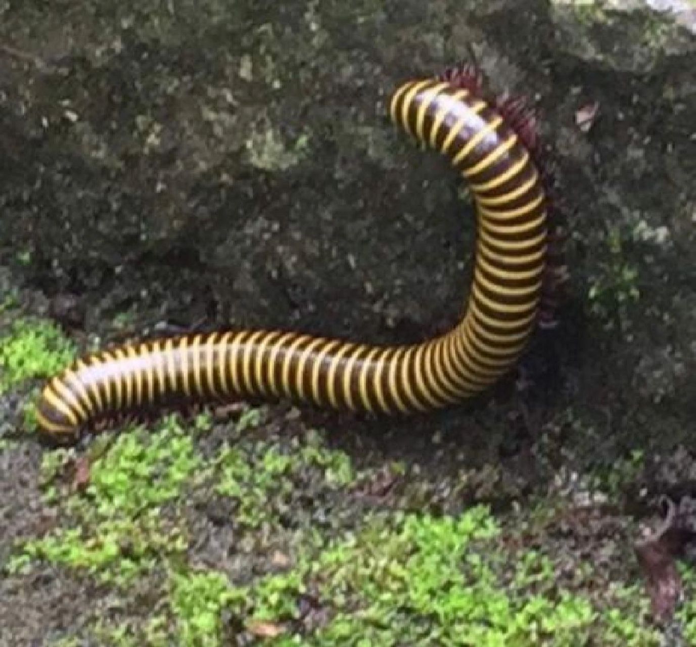 彻底消灭千足虫的方法 彻底消灭千足虫的方法有: 1,找到千足虫出现的