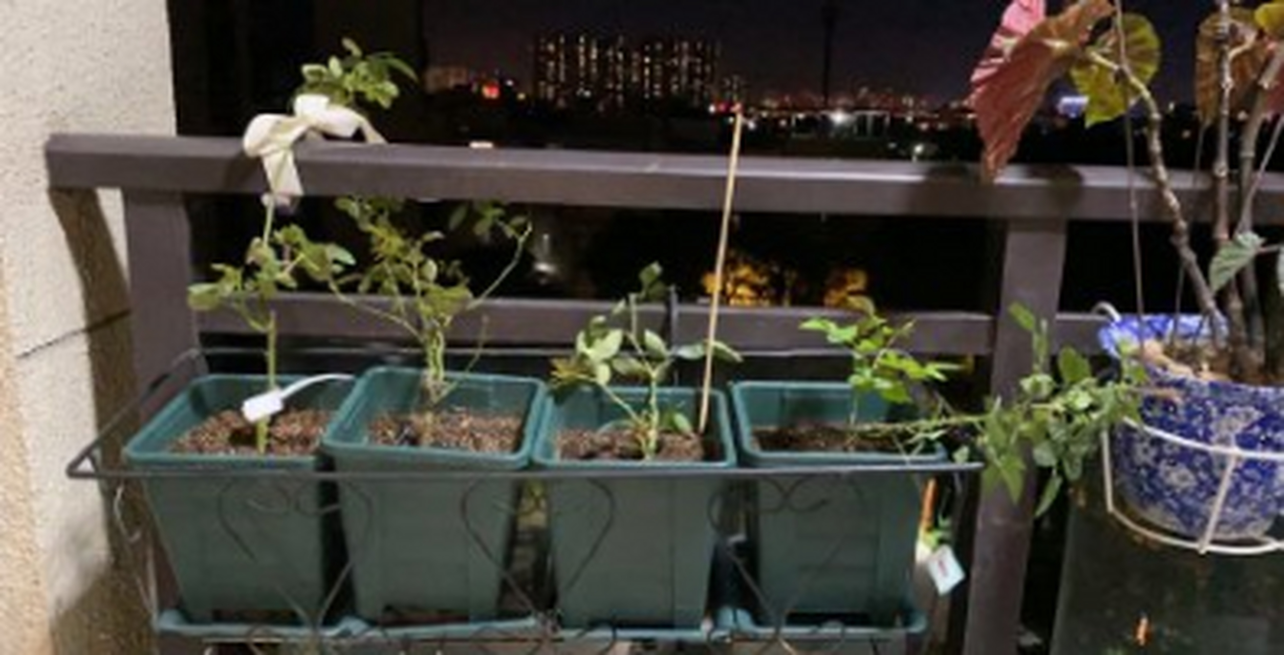 月季树苗多少钱一株图片欣赏