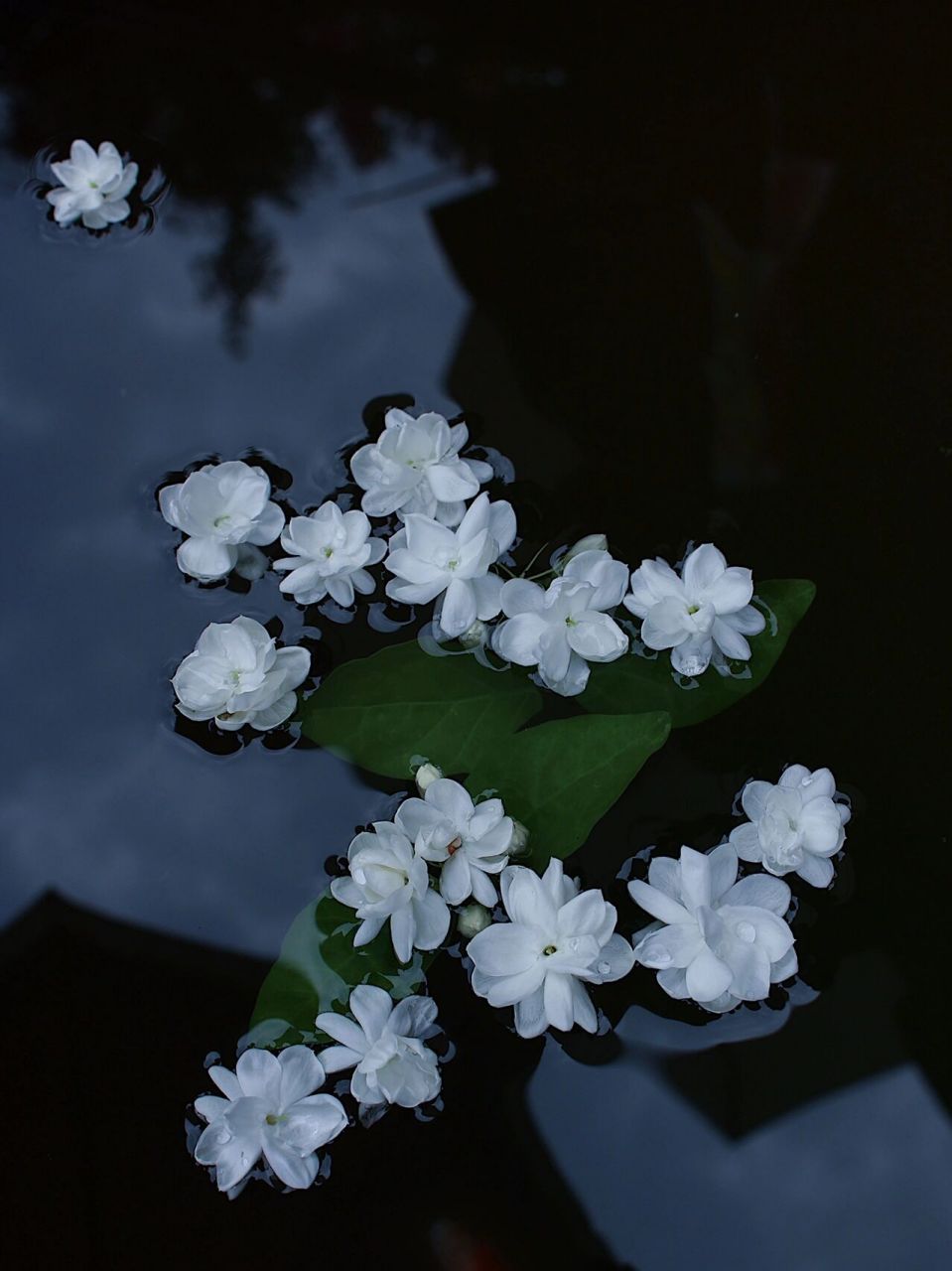 " 终于把夏日三绝集齐了: 	 童年记忆的栀子花, 人见人爱的黄角兰