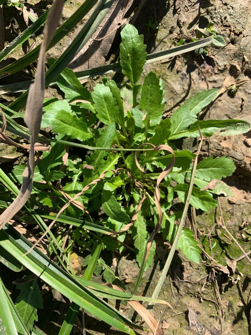 以前在国内的时候,每年春天最爱的事情就是挖野菜了,荠菜,毛春(针茅)