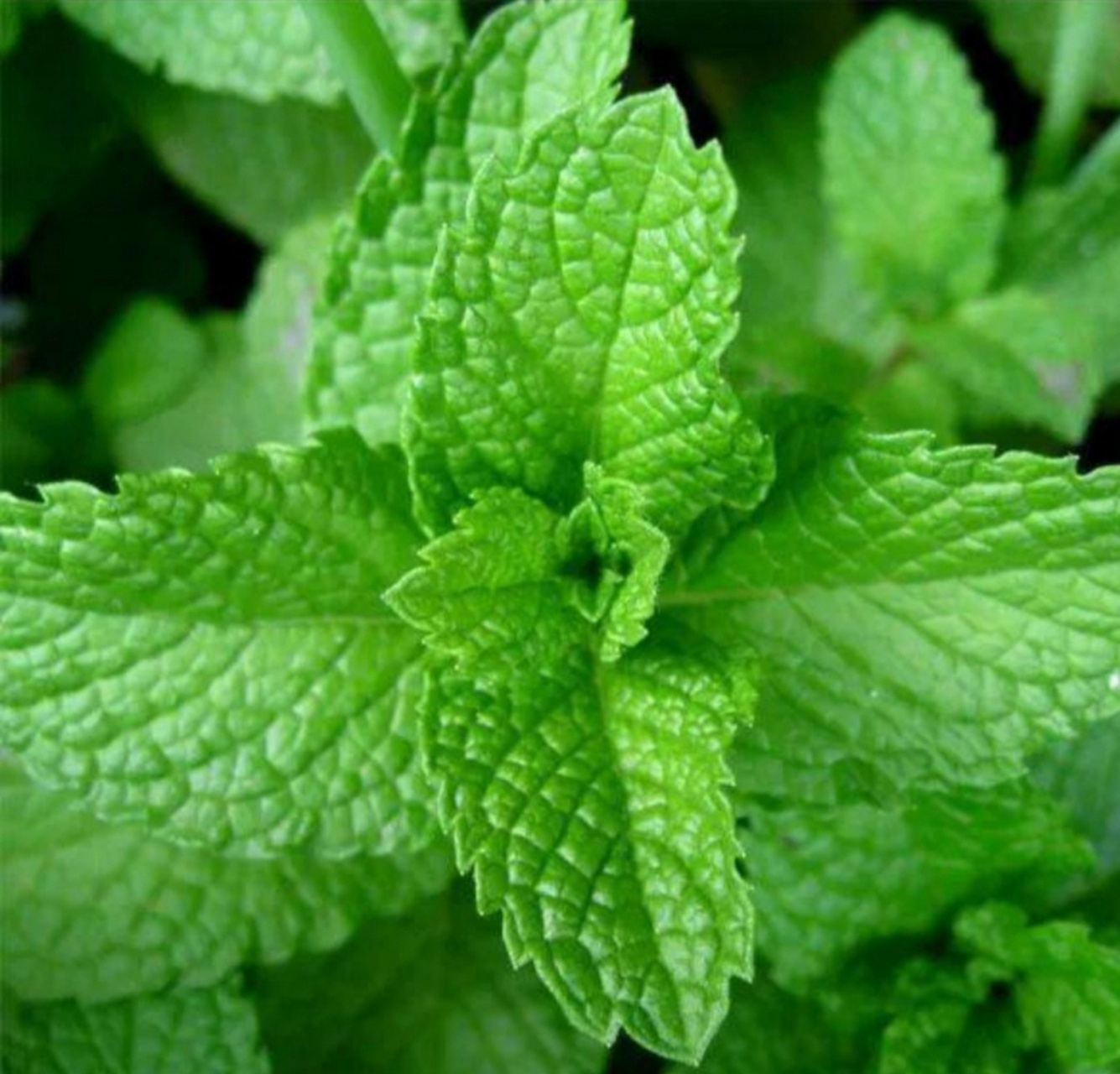 提神醒脑功效:薄荷叶含有薄荷油成分,具有刺激神经的作用,兴奋大脑,使