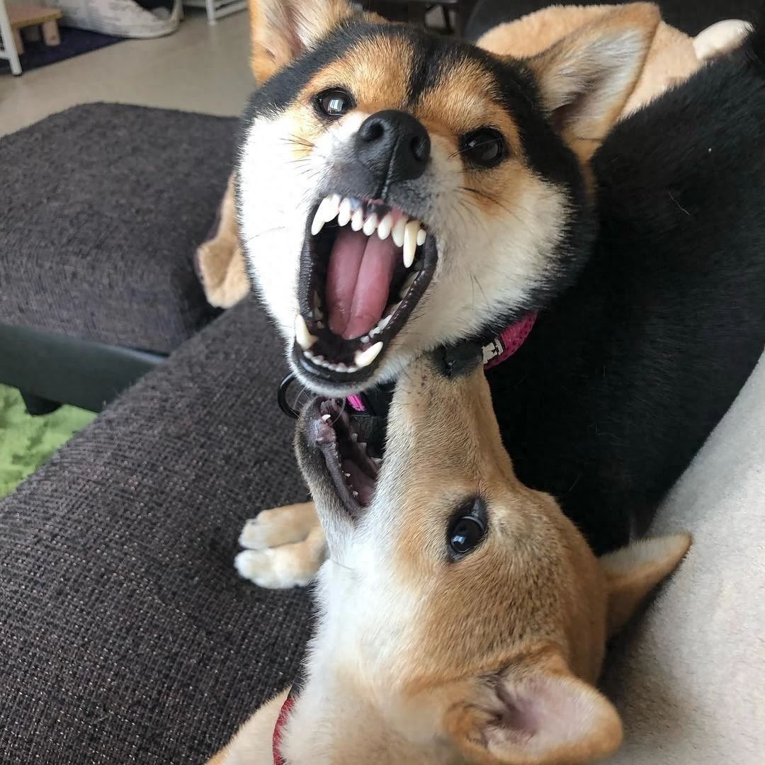 网友家养了两只柴犬,这两只狗狗的日常真是让人哭笑不得!