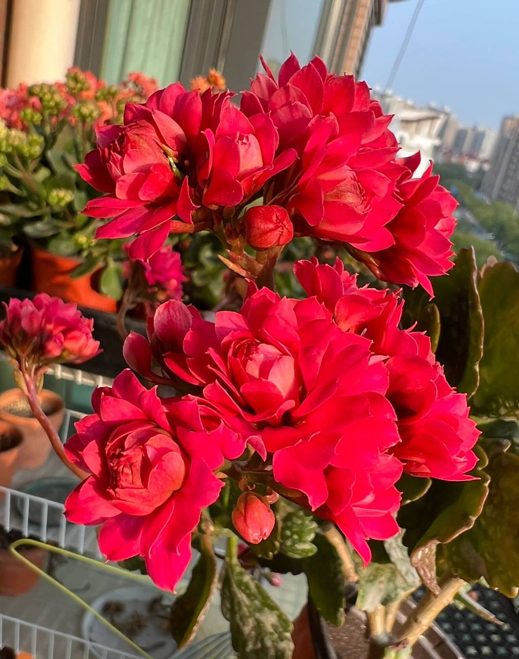 长寿花——柯尔斯顿 一年多后长成奇形怪状的柯尔斯顿