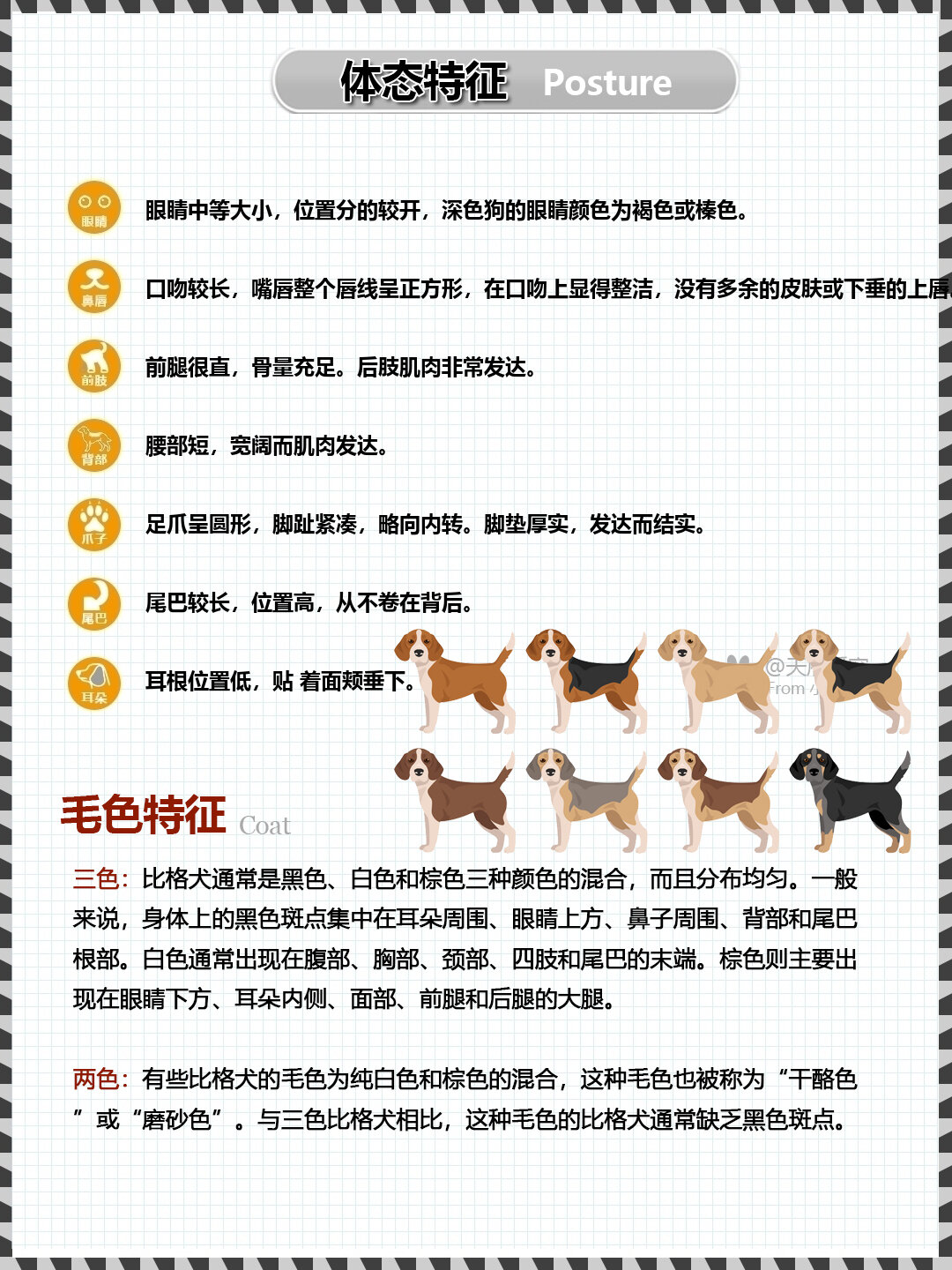 比格犬的特点图片