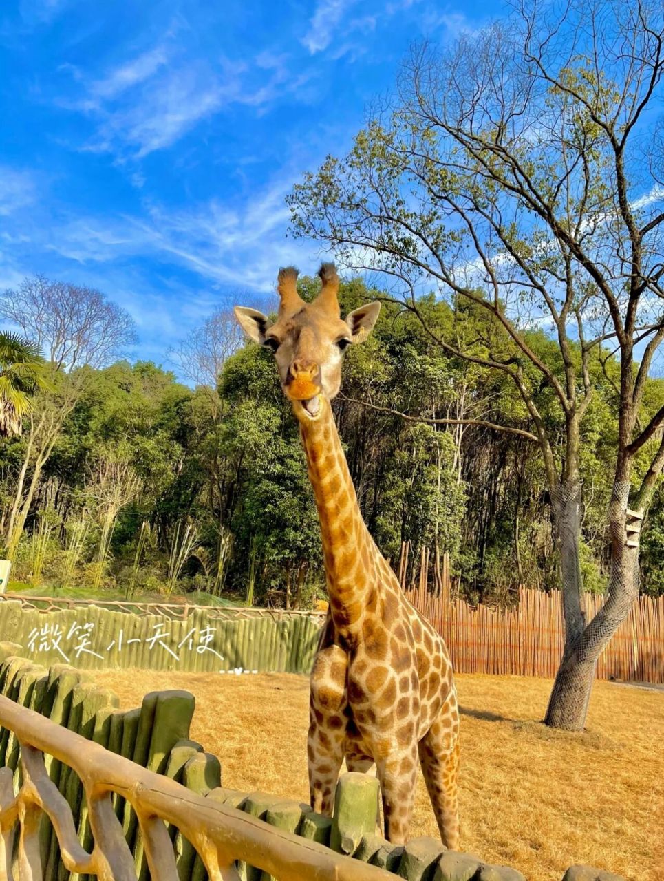 周末好去处|武汉野生动物园00 最近天气7715很好 太适合踏青