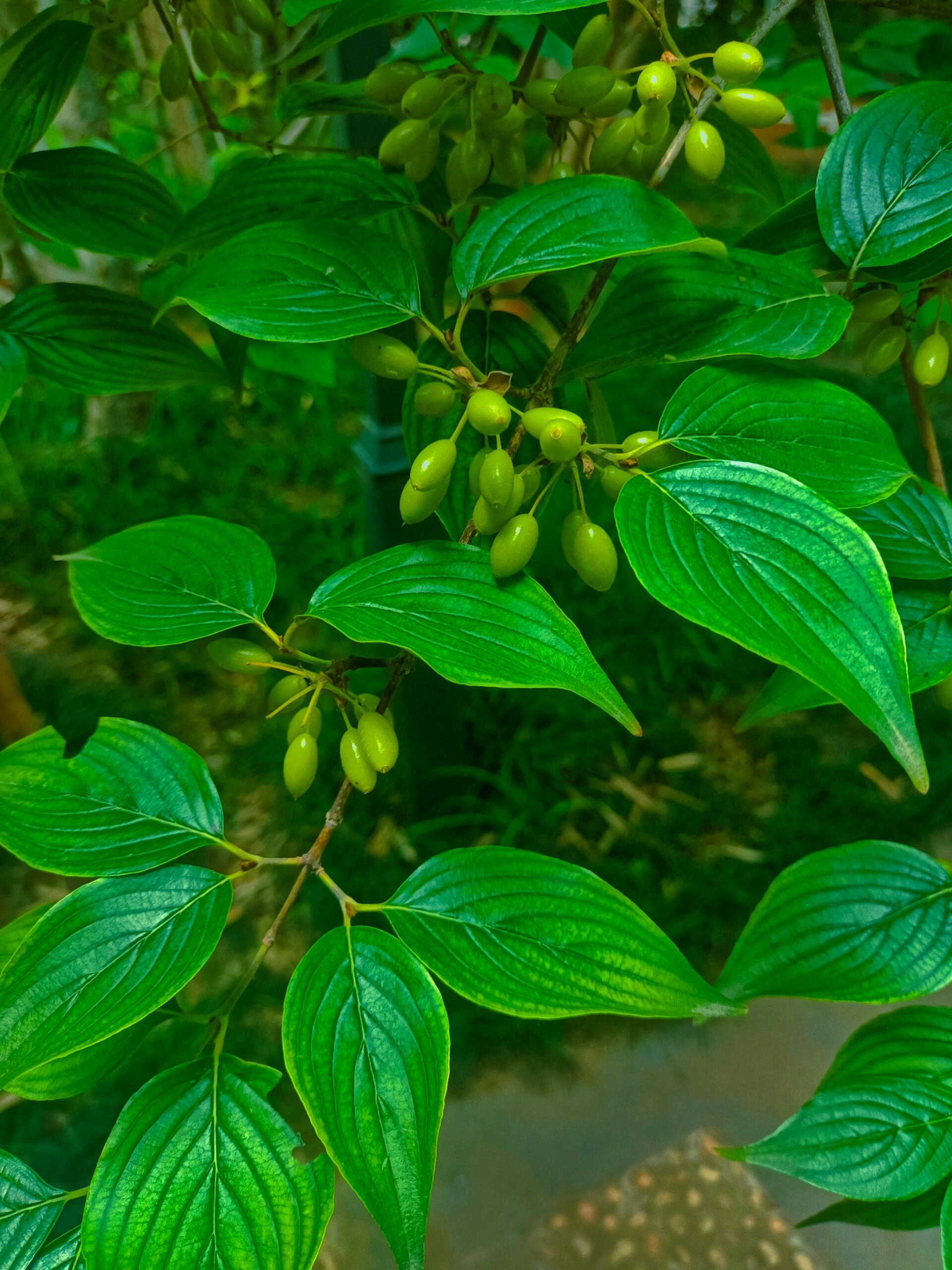 树种识别特征——山茱萸