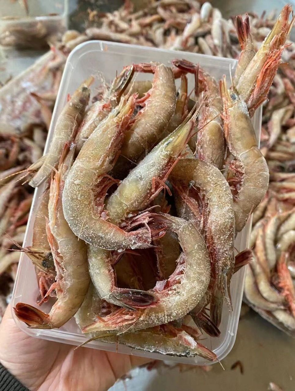 滑皮虾硬壳虾 粉粉嫩嫩的滑皮虾季节,目前没有养殖技术.