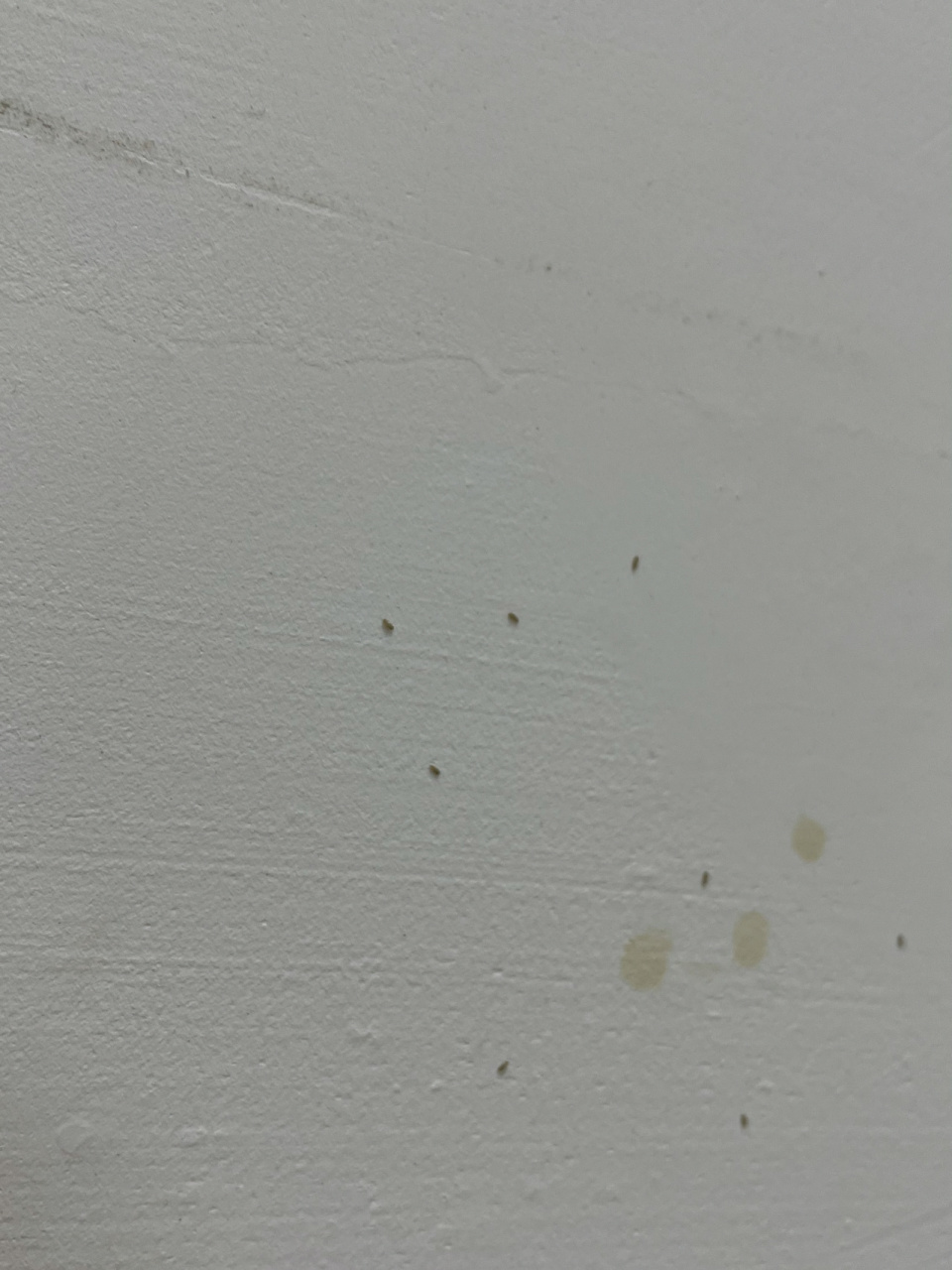 有没有人知道这种小虫子 突然出现了,很小很小,1毫米左右,有点像黄色