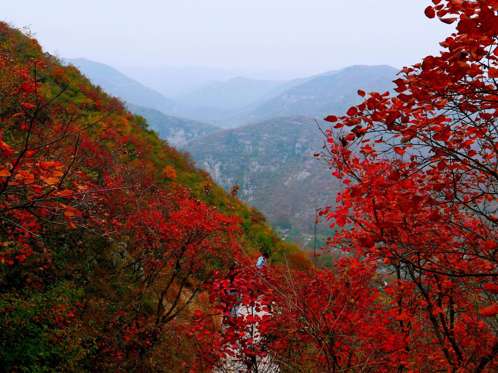 焦作 | 窄门峡谷,红叶飘飘