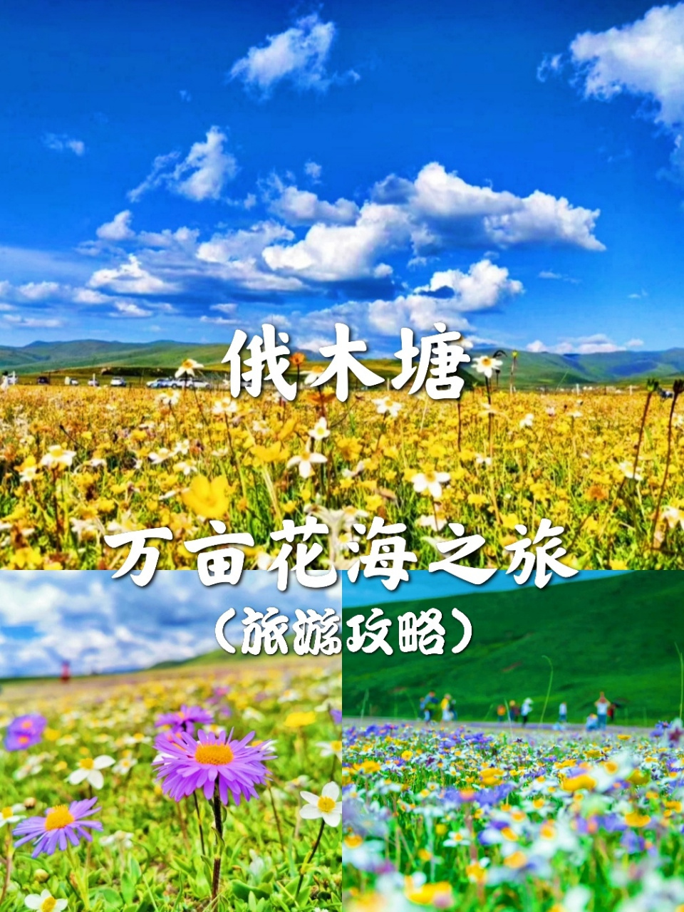 成都周边游|俄木塘 打卡川西最美草原花海 94六月的俄木塘,98花