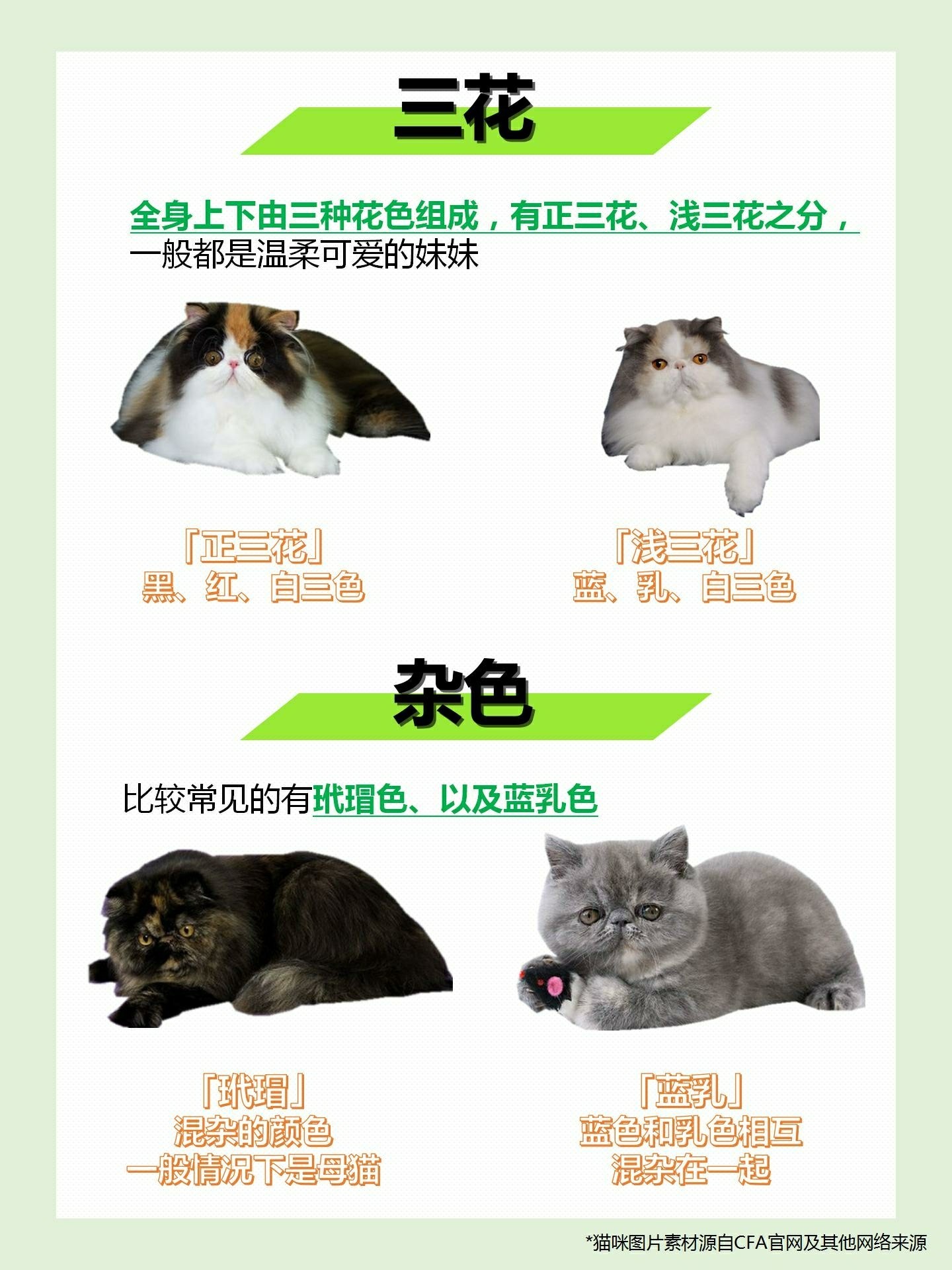 加菲猫花色大全图片