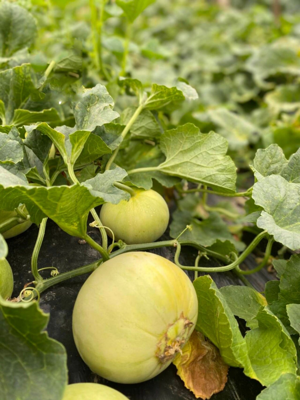 90一方佳果,名誉全国～ 天然好味,马连庄甜瓜～ 给你每日现摘现发的