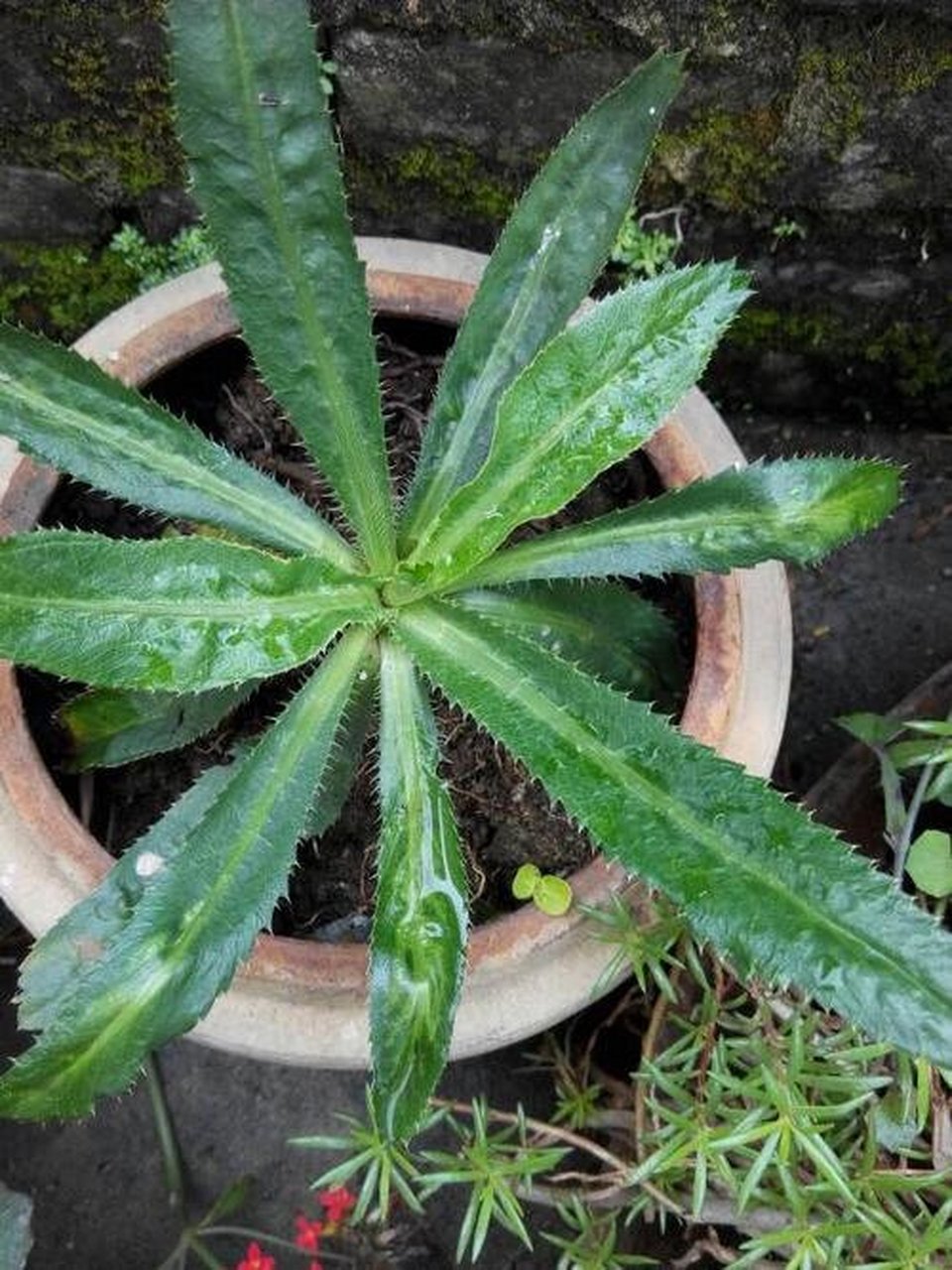 【50种可食香草】-23刺芫荽 刺芫荽(yuan sui) 科别:刺芹属 和芹菜