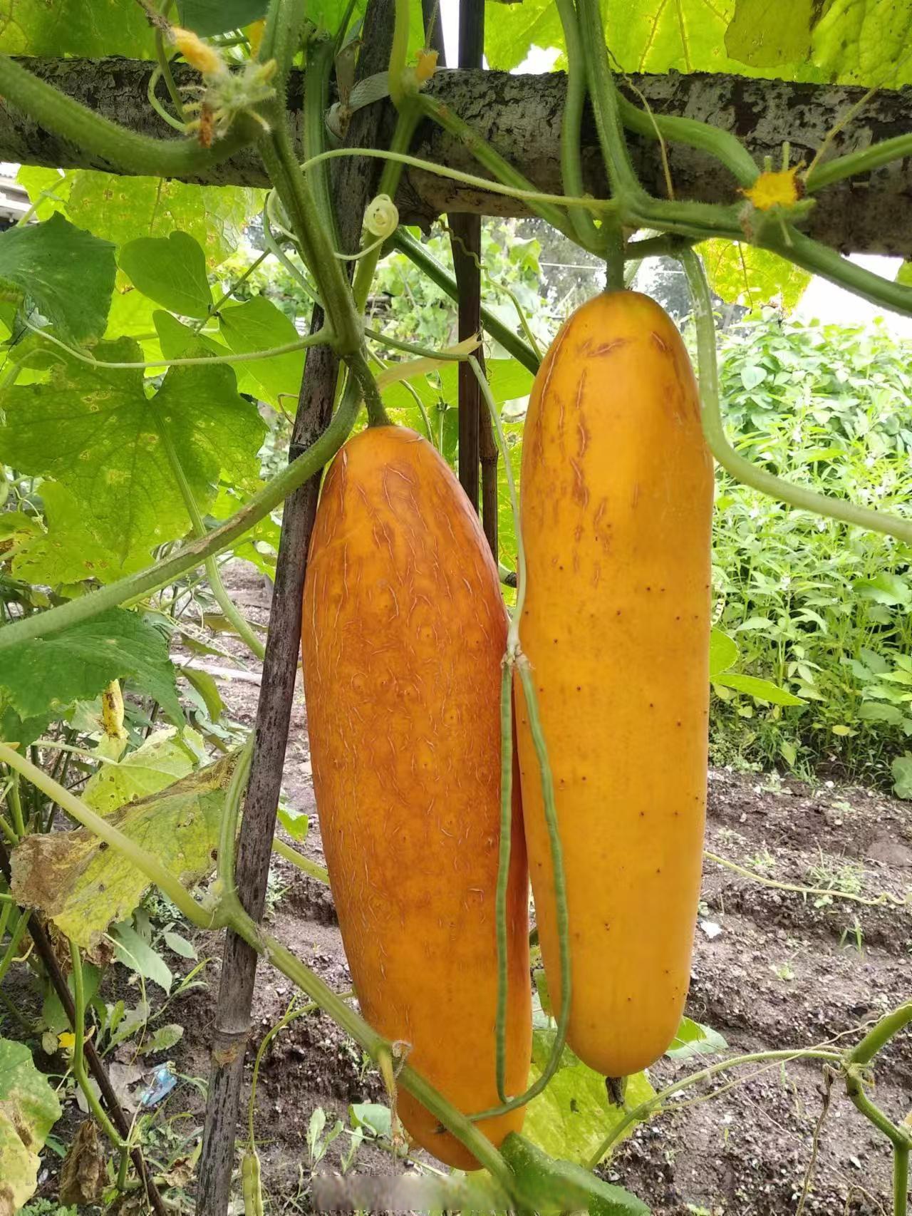 其实,成熟的老黄瓜就是黄色的,所以