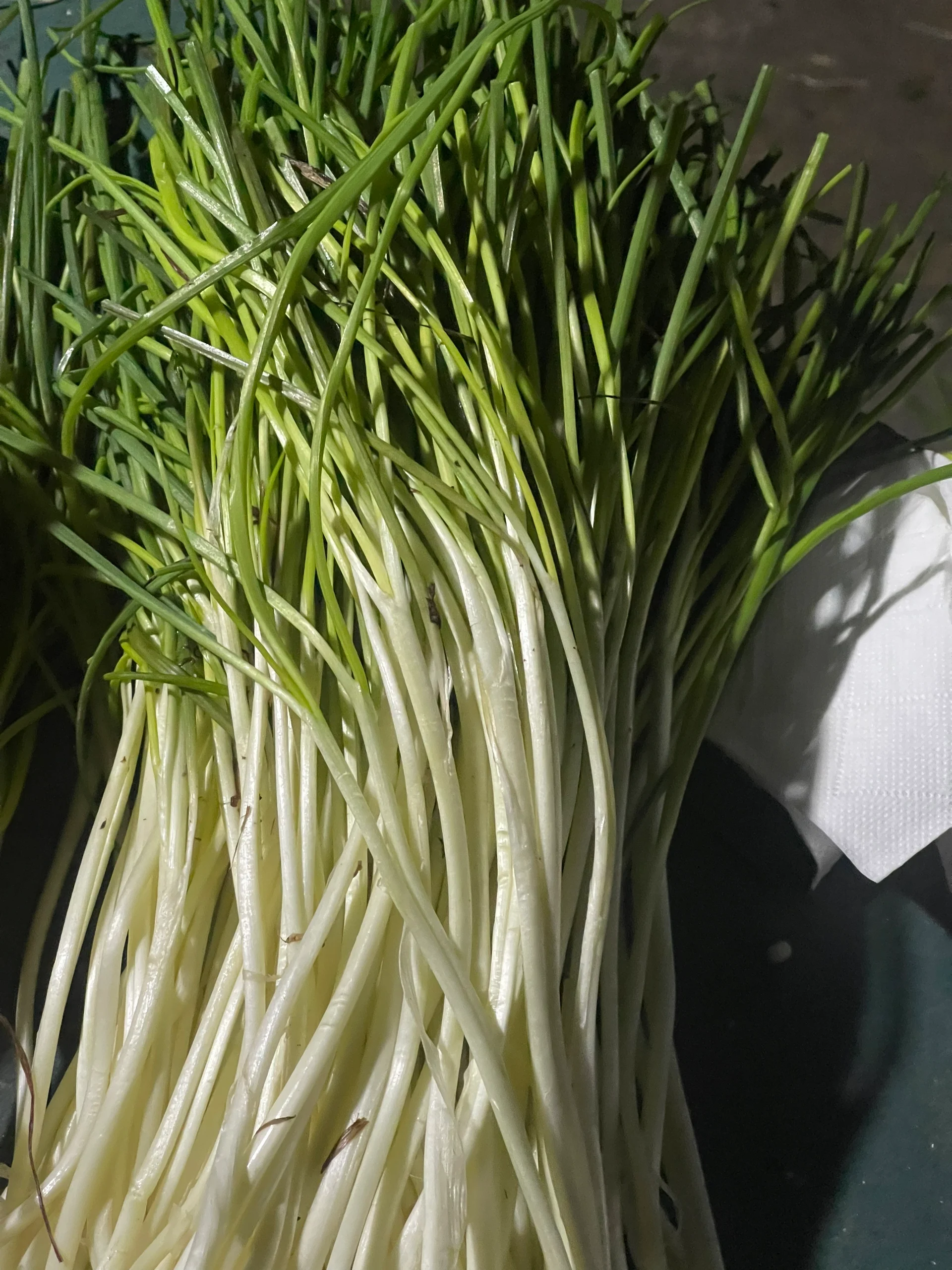 长得像葱,不是葱,也不是韭菜,主要吃白色这节 普通话不会说(绞头)[汗